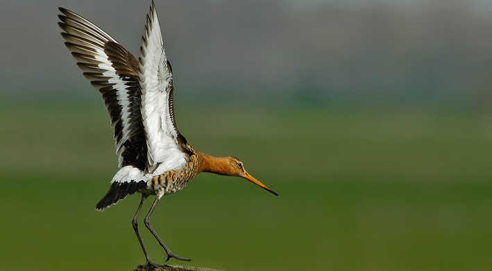 2018 03 broedseizoen
